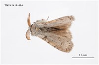 藏品(尖翅蛾科)的圖片